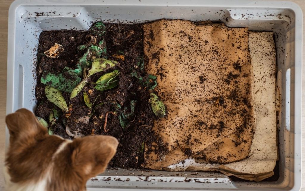 A dog is looking down at a worm compost bin