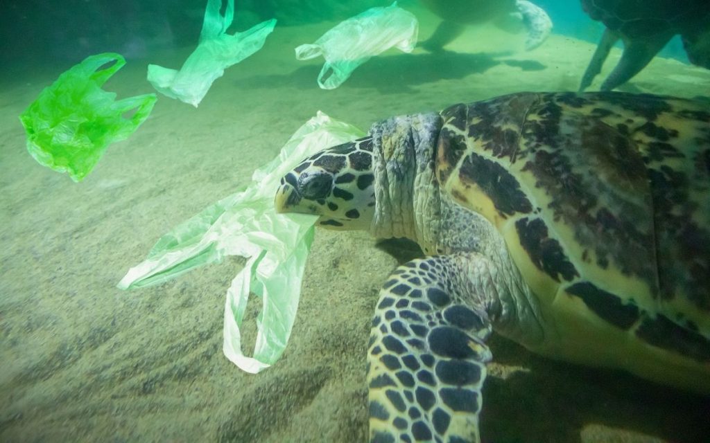 A turtle is swimming in the ocean with plastic bags around them.