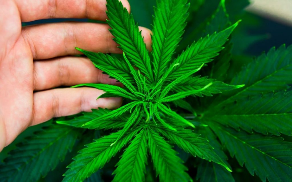 hand caresses hemp leaf from growing plant