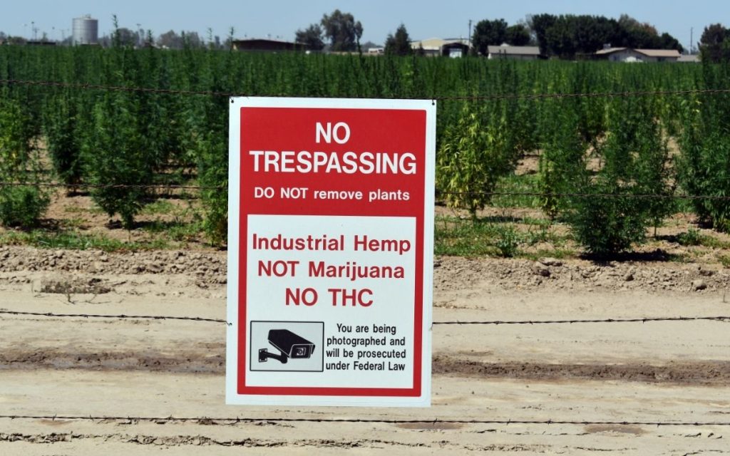 sign in front of hemp farm implies no trespassing while reminding it is not marijuana and contains no thc 