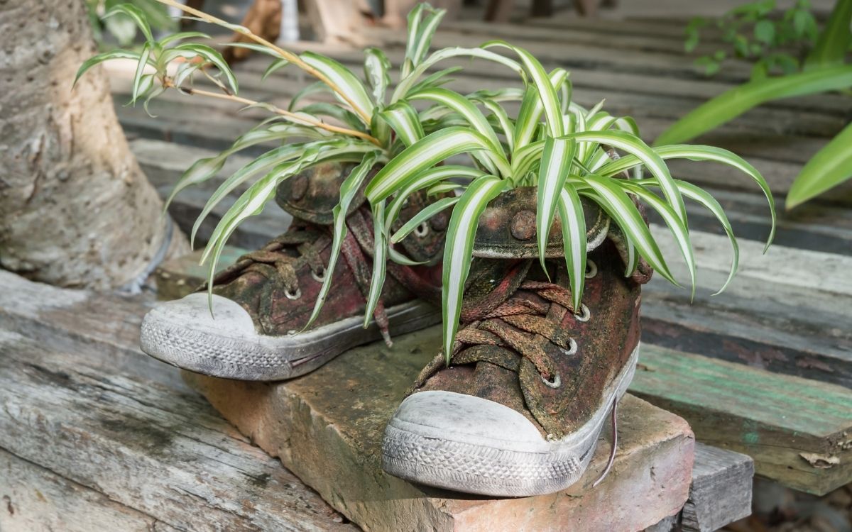 pair of worn out high top sneakers used as a planter
