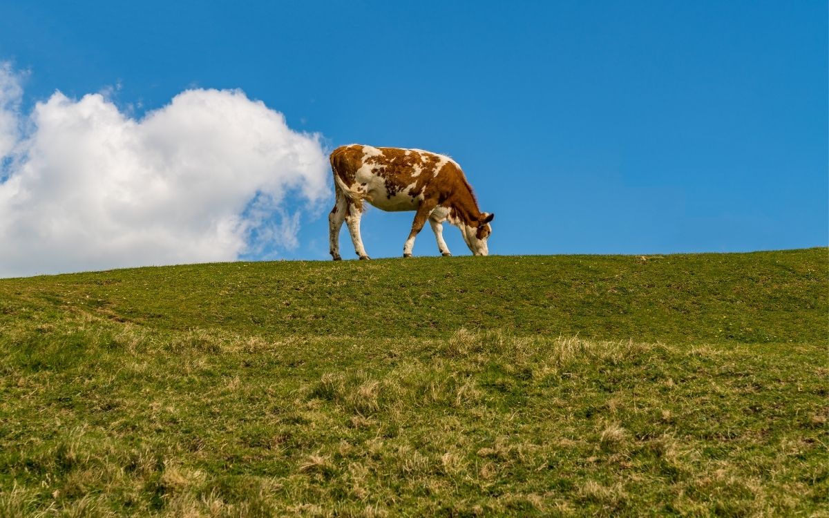 grazing cow in field with cloud positioned behind them