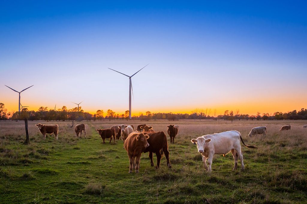 texas cows in field with windmills